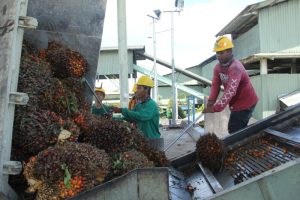 timbangan kelapa sawit untuk pabrik CPO