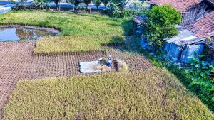 industri pengolahan porang Madiun
