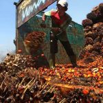 Operator menimbang bahan baku kakao dengan timbangan industri pangan