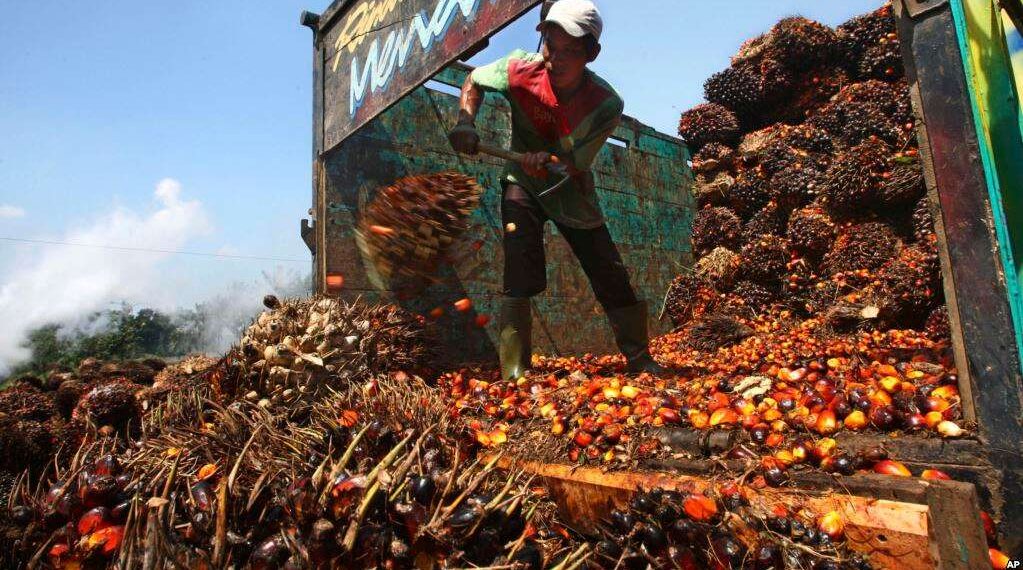 Operator menimbang bahan baku kakao dengan timbangan industri pangan