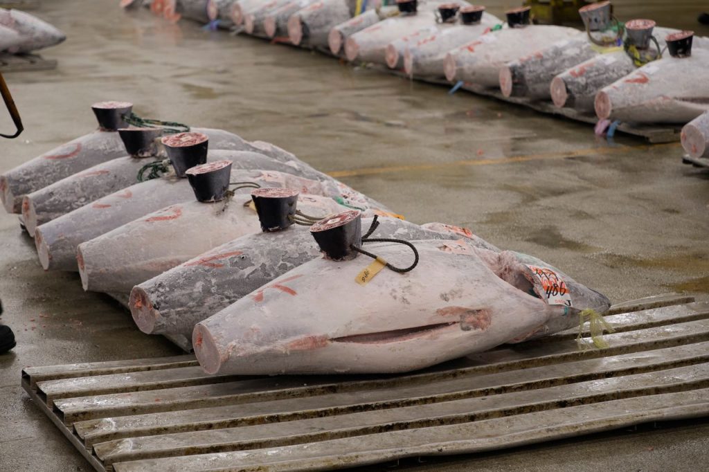 Checkweigher tuna kaleng pada conveyor inspeksi kemasan di pabrik pengolahan ikan