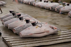 Checkweigher tuna kaleng pada conveyor inspeksi kemasan di pabrik pengolahan ikan