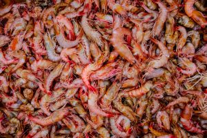 inspeksi produk udang
