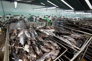Timbangan industri perikanan untuk penerimaan bahan dan pencatatan hasil produksi.